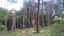 Trąba powietrzna spustoszyła "Las Hrabeński"