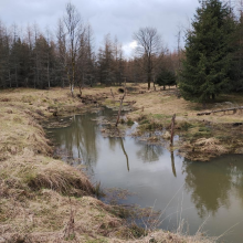 Rozpoczynamy działania w ramach ogólnopolskiego projektu adaptacji lasów na terenach górskich do zmian klimatu!